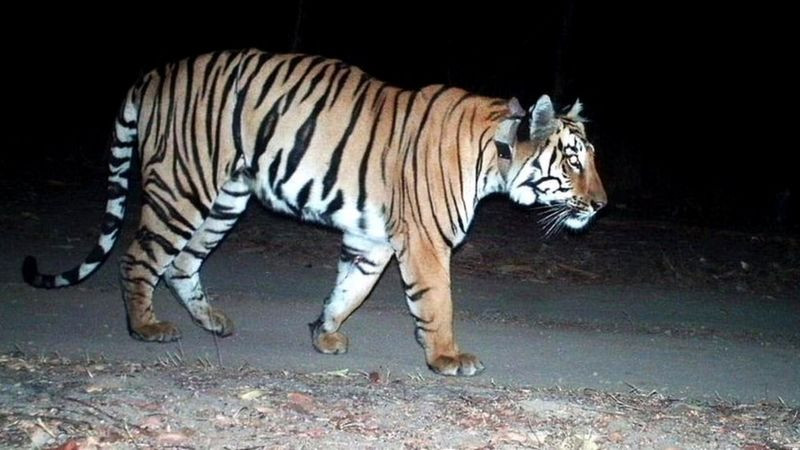 साथीकाे खाेजीमा बाघले तय गर्‍याे ३ हजार किलाेमिटर यात्रा